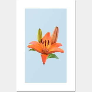 Lilium  &#39;Orange Pixie&#39;  Dwarf Asiatic lily Posters and Art